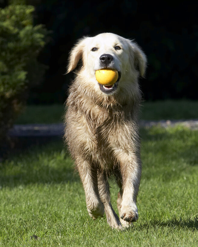 Ball, Dog, Dogs, Golden Retriever, Play, Playing, Playtime, Retrievers, Run, Running, Tia