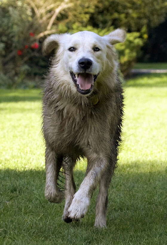 Dog, Dogs, Golden Retriever, Play, Playing, Playtime, Retrievers, Run, Running, Tia, Tongue