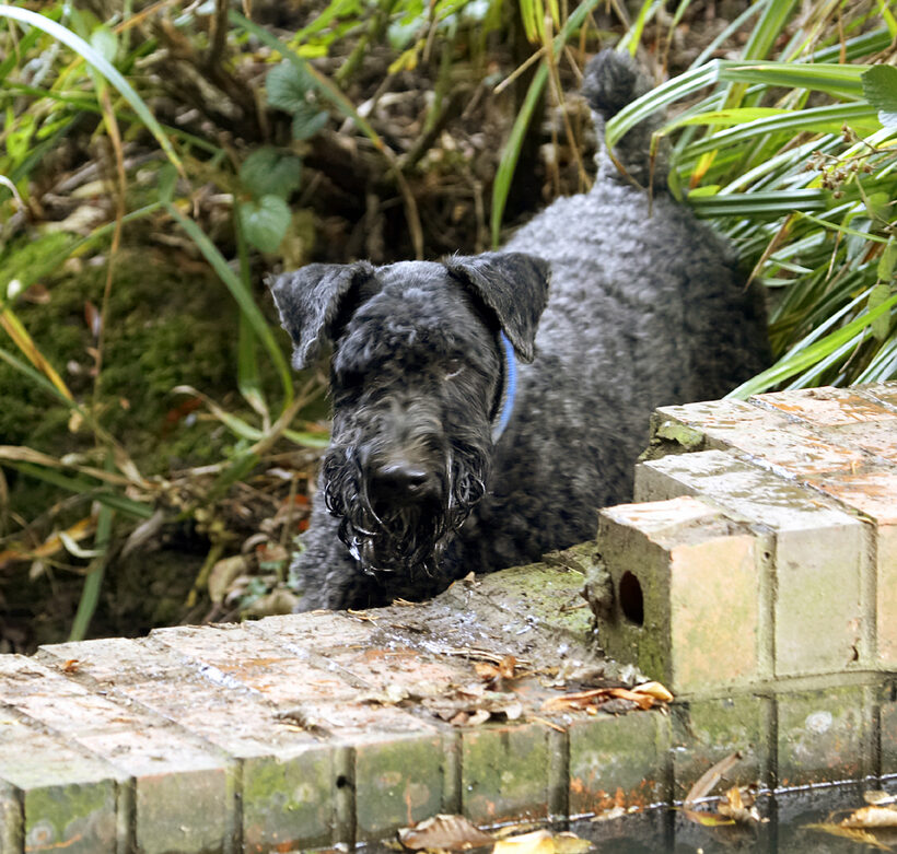 Dog, Dogs, Kerry Blue Terrier, Paddy, Play, Playing, Playtime, Terriers