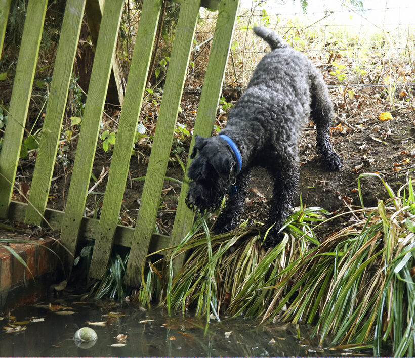 Dog, Dogs, Kerry Blue Terrier, Paddy, Play, Playing, Playtime, Terriers