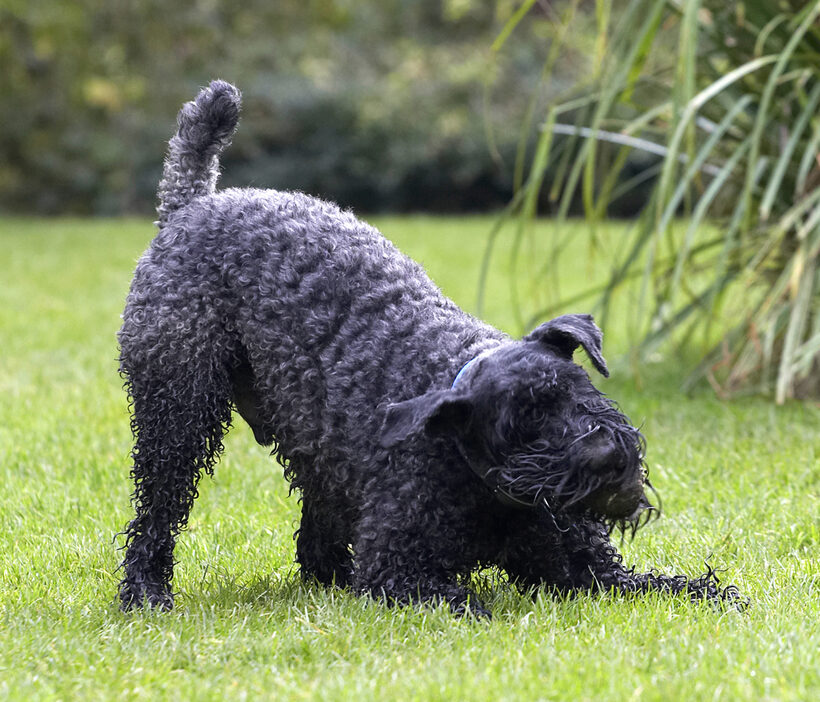 Ball, Dog, Dogs, Kerry Blue Terrier, Paddy, Play, Playing, Playtime, Terriers