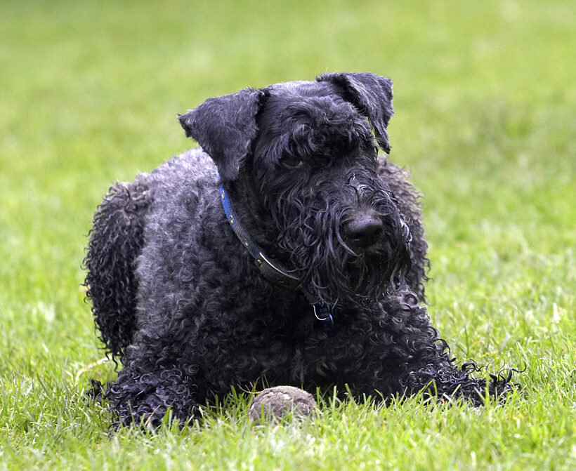 Ball, Dog, Dogs, Kerry Blue Terrier, Paddy, Play, Playing, Playtime, Terriers