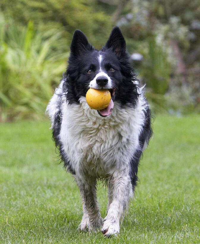 Ball, Border Collie, Collies, Dog, Dogs, Jack, Play, Playing, Playtime
