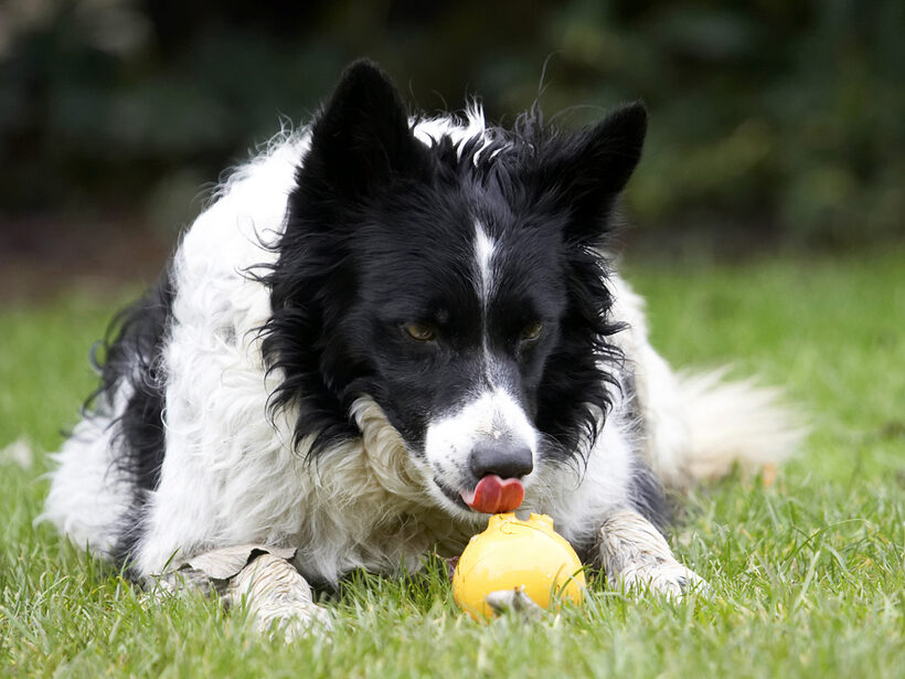 Ball, Border Collie, Collies, Dog, Dogs, Jack, Play, Playing, Playtime, Tongue