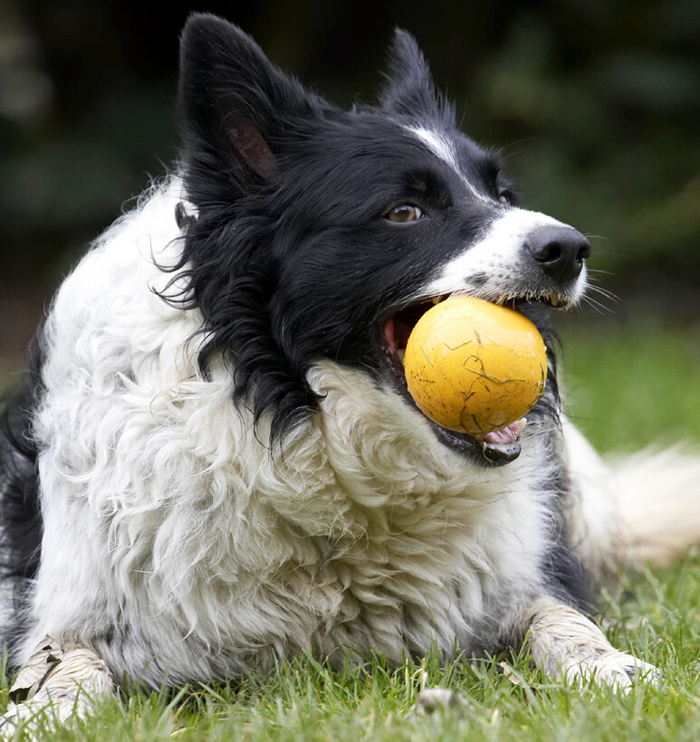 Ball, Border Collie, Collies, Dog, Dogs, Jack, Play, Playing, Playtime