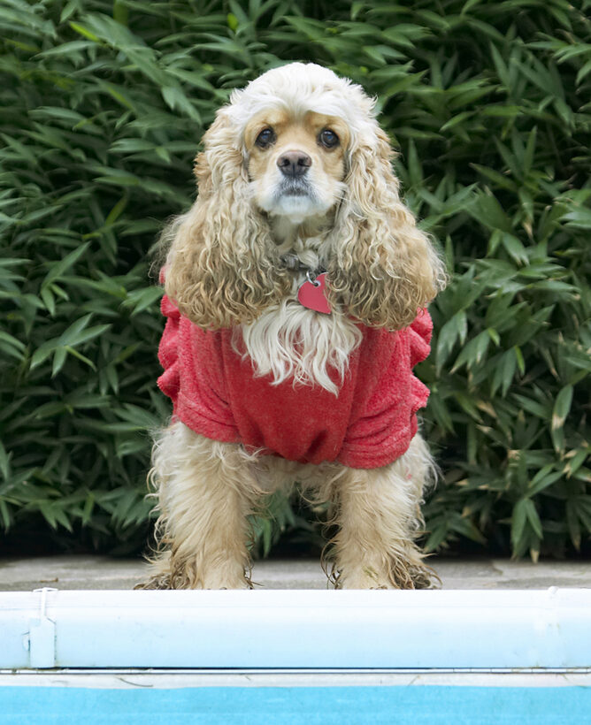Alicia, American, Cocker, Dog, Dogs, Dress, Play, Playing, Playtime, Red, Spaniel, Spaniels