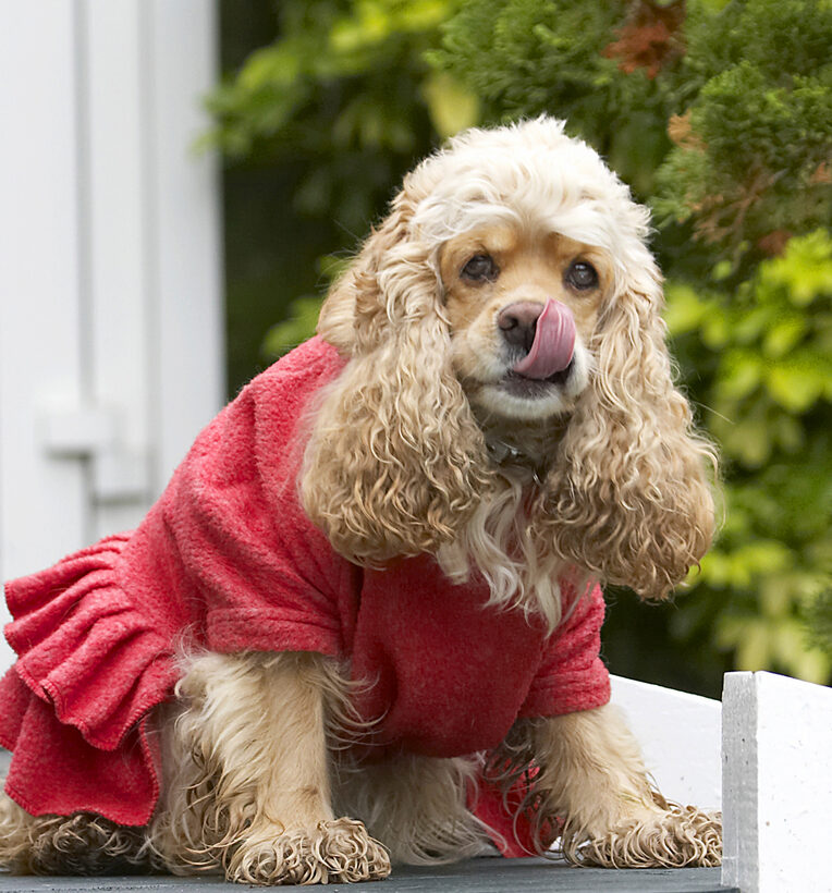 Alicia, American, Cocker, Dog, Dogs, Dress, Play, Playing, Playtime, Red, Sit, Sitting, Spaniel, Spaniels, Tongue