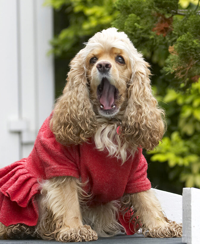 Alicia, American, Bored, Boredom, Cocker, Dog, Dogs, Dress, Play, Playing, Playtime, Red, Sit, Sitting, Spaniel, Spaniels, Tongue, Yawn, Yawning