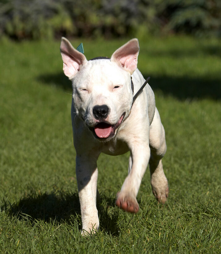 Bull, Dog, Dogs, Domino, Play, Playing, Playtime, Puppies, Puppy, Run, Running, Sky, Staffordshire, Terrier, Terriers, Tongue