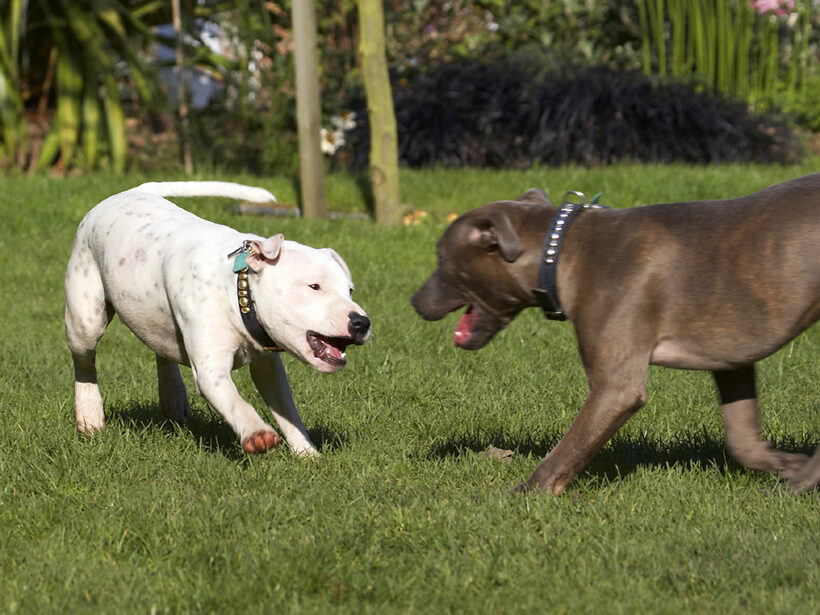 Best, Bull, Dog, Dogs, Domino, Friends, Play, Playing, Playtime, Puppies, Puppy, Sky, Staffordshire, Terrier, Terriers