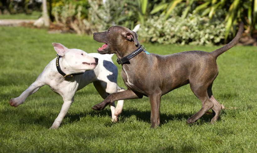 Best friends, Bull, Dog, Dogs, Domino, Play, Playing, Playtime, Puppies, Puppy, Sky, Staffordshire, Terrier, Terriers
