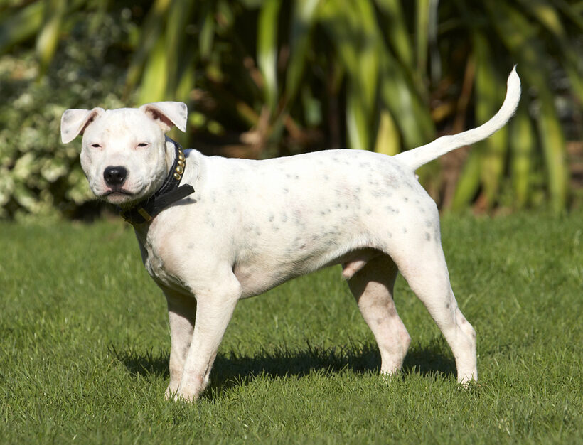 Bull, Dog, Dogs, Domino, Play, Playing, Playtime, Puppies, Puppy, Sky, Staffordshire, Stand, Standing, Terrier, Terriers