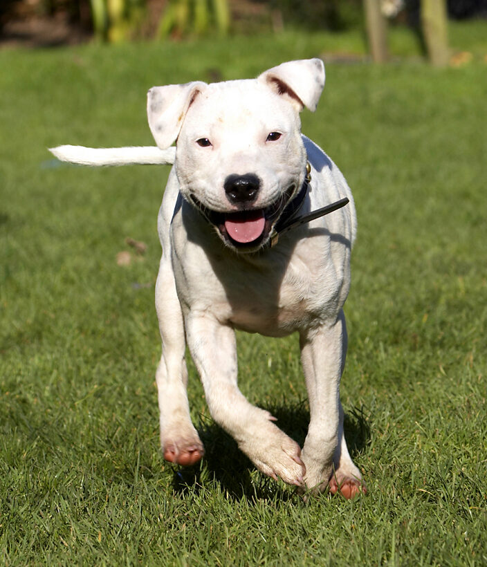 Bull, Dog, Dogs, Domino, Play, Playing, Playtime, Puppies, Puppy, Run, Running, Sky, Staffordshire, Terrier, Terriers, Tongue
