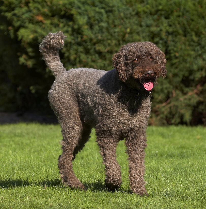 Dog, Dogs, Elvis, Play, Playing, Playtime, Poodle, Standard, Tongue