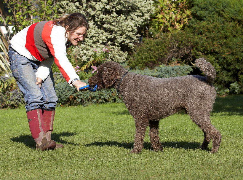 Dog, Dogs, Elvis, Play, Playing, Playtime, Poodle, Standard, Tug-o-war