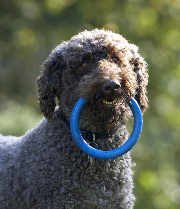Dog, Dogs, Elvis, Play, Playing, Playtime, Poodle, Standard