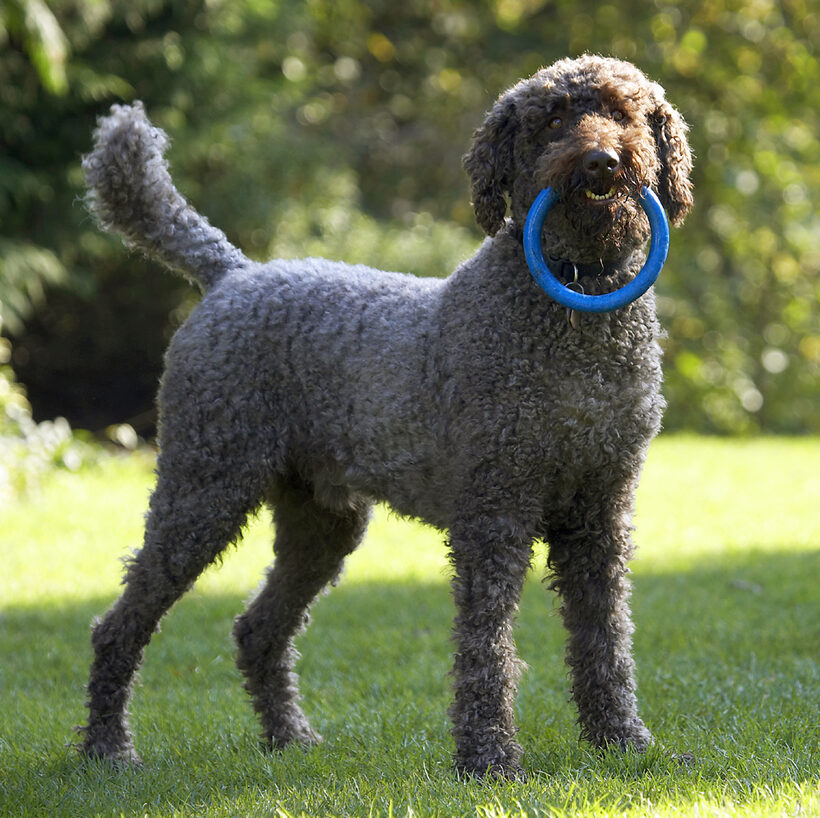 Dog, Dogs, Elvis, Play, Playing, Playtime, Poodle, Standard