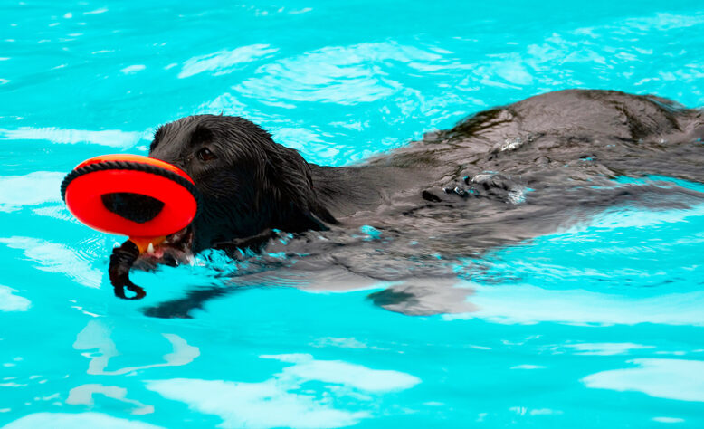Dog, Dogs, Flat Coated Retriever, Loki, Pool, Swimming