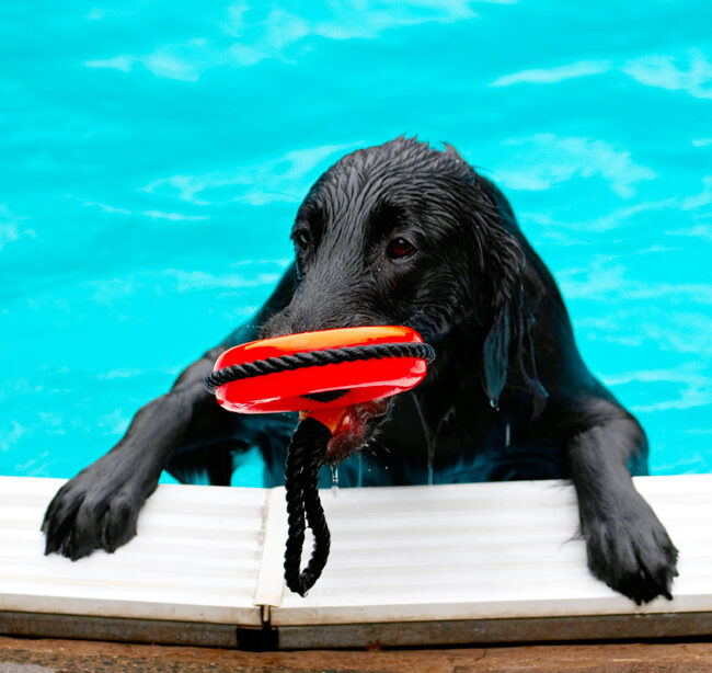 Dog, Dogs, Flat Coated Retriever, Loki, Pool, Swimming