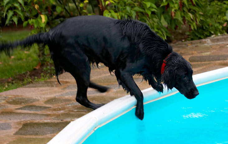 Dog, Dogs, Flat Coated Retriever, Loki, Pool, Swimming
