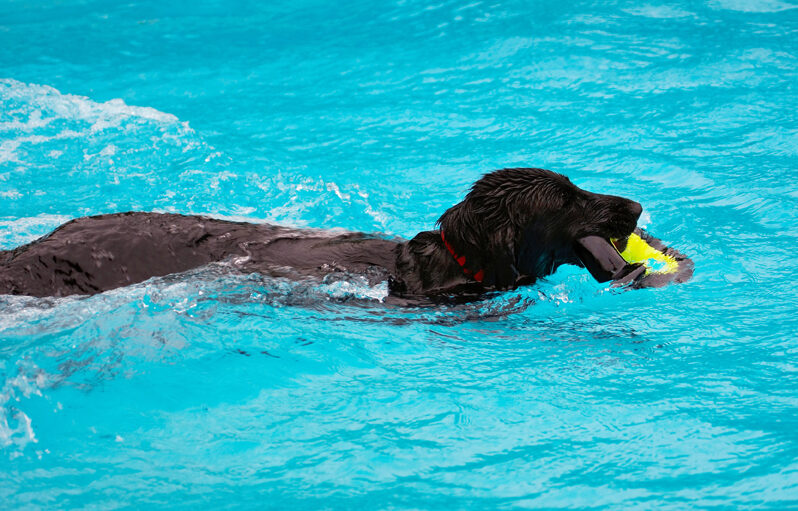 Dog, Dogs, Flat Coated Retriever, Loki, Pool, Swimming