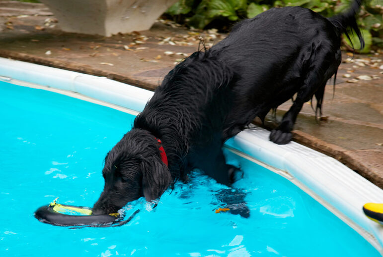 Dog, Dogs, Flat Coated Retriever, Loki, Pool, Swimming