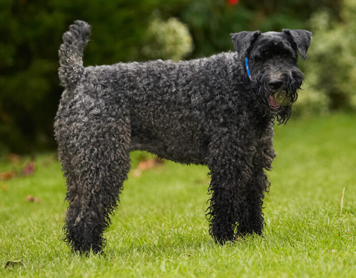 Dog, Dogs, Kerry Blue Terrier, Paddy, Terriers, Tongue