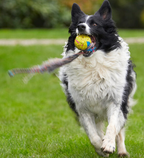 Border Collie, Collies, Dog, Dogs, Jack
