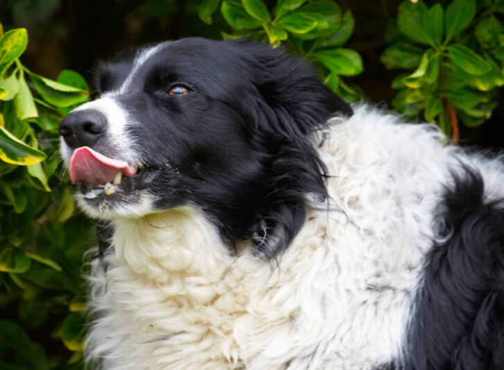 Border Collie, Collies, Dog, Dogs, Jack, Peanut Butter, Tongue