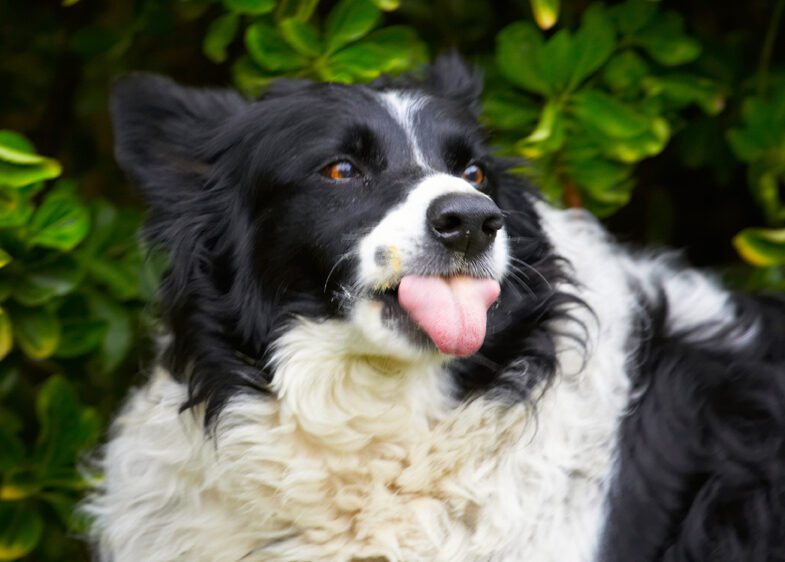 Border Collie, Collies, Dog, Dogs, Jack, Tongue