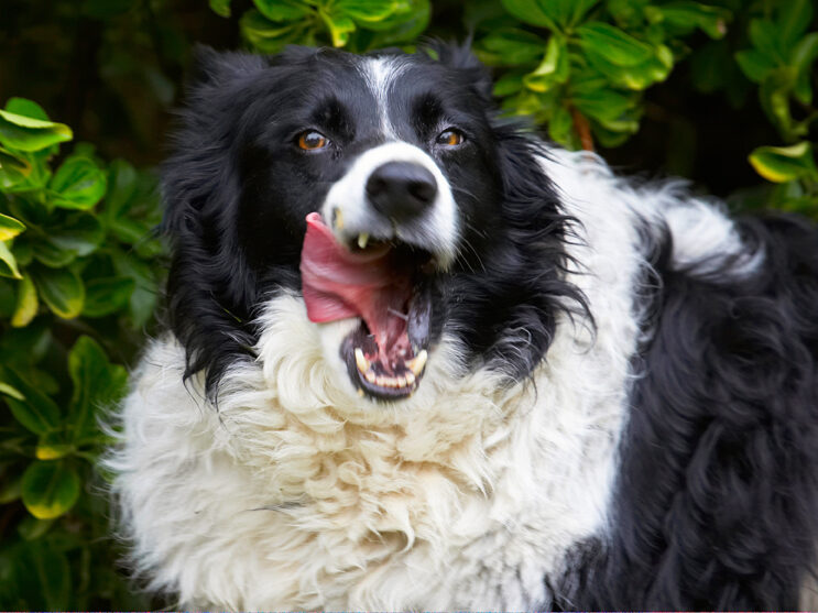 Border Collie, Collies, Dog, Dogs, Jack, Peanut Butter, Tongue