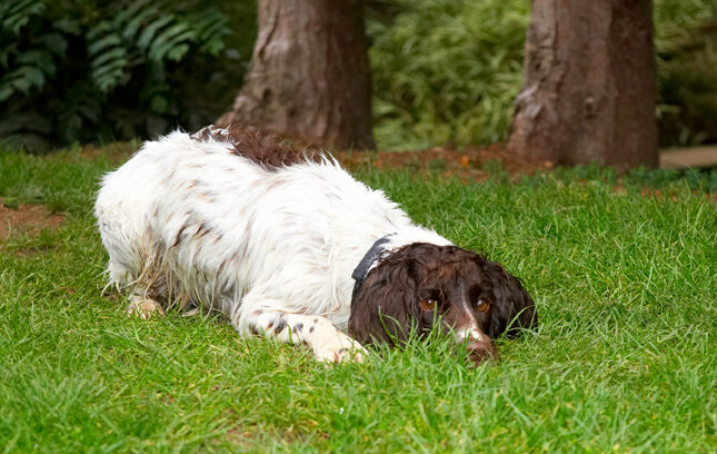 Cocker Spaniel, Dog, Dogs, Meg, Pool, Spaniels, Swimming, Working
