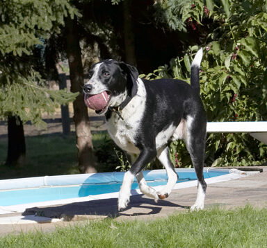 Ball, Dalmatian, Dog, Dogs, Friends, Labrador, Lem, Pip, Play, Playing, Playtime, Run, Running