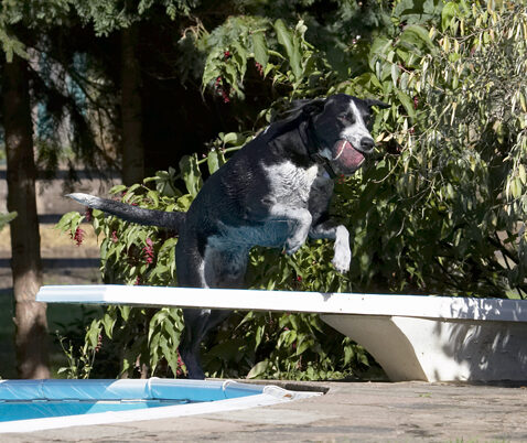 Ball, Dalmatian, Dog, Dogs, Friends, Jump, Jumping, Labrador, Leaping, Lem, Pip, Play, Playing, Playtime, Run, Running