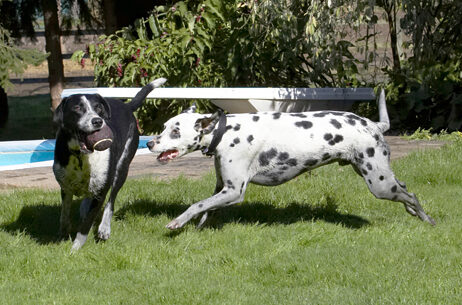 Ball, Dalmatian, Dog, Dogs, Friends, Labrador, Lem, Pip, Play, Playing, Playtime, Run, Running