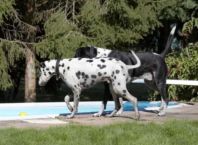 Dalmatian, Dog, Dogs, Friends, Labrador, Lem, Pip, Play, Playing, Playtime, Run, Running