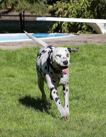 Dalmatian, Dog, Dogs, Friends, Labrador, Lem, Pip, Play, Playing, Playtime, Run, Running, Tongue