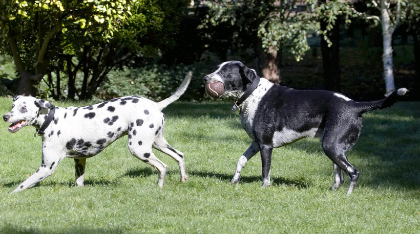 Ball, Dalmatian, Dog, Dogs, Friends, Labrador, Lem, Pip, Play, Playing, Playtime, Run, Running