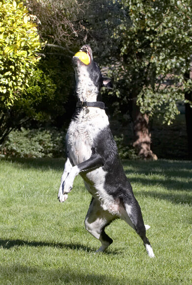 Ball, Dalmatian, Dog, Dogs, Friends, Jump, Jumping, Labrador, Leap, Leaping, Lem, Pip, Play, Playing, Playtime, Run, Running