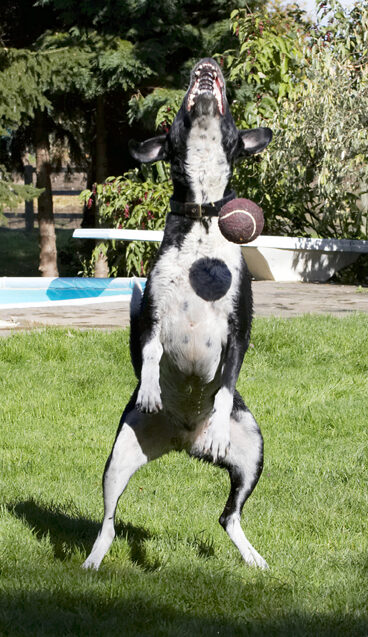 Ball, Dalmatian, Dog, Dogs, Friends, Jump, Jumping, Labrador, Leap, Leaping, Lem, Pip, Play, Playing, Playtime, Run, Running