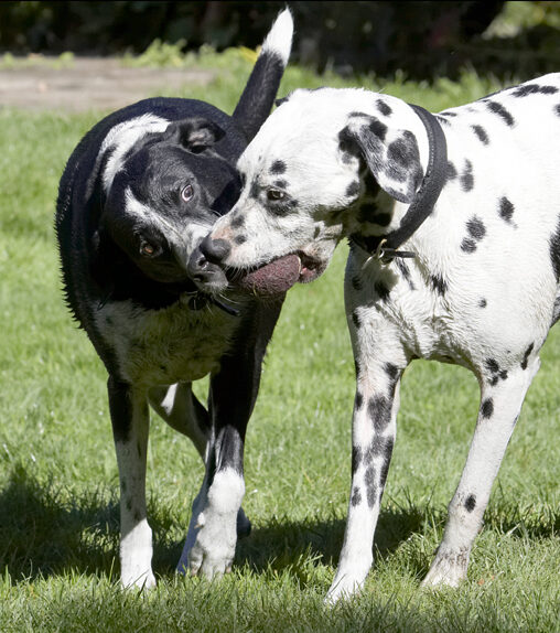 Ball, Dalmatian, Dog, Dogs, Friends, Labrador, Lem, Pip, Play, Playing, Playtime, Run, Running