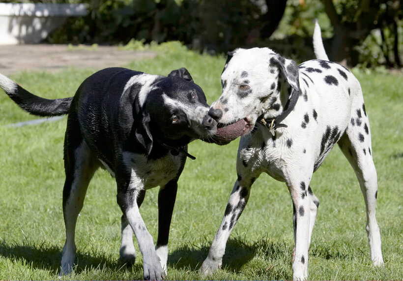 Ball, Dalmatian, Dog, Dogs, Friends, Labrador, Lem, Pip, Play, Playing, Playtime, Run, Running