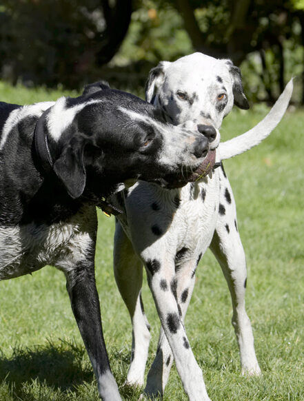 Ball, Dalmatian, Dog, Dogs, Friends, Labrador, Lem, Pip, Play, Playing, Playtime, Run, Running
