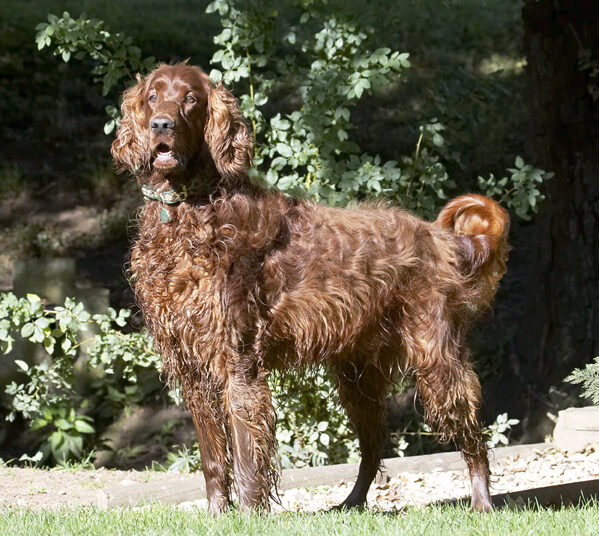 Alfie, Dog, Dogs, Red Setter