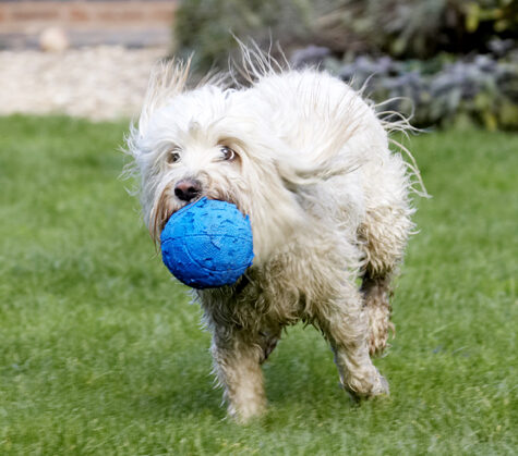 Ball, Dog, Dogs, Play, Playing, Playtime, Run, Running, Rupert, Terriers, Tibetan Terrier