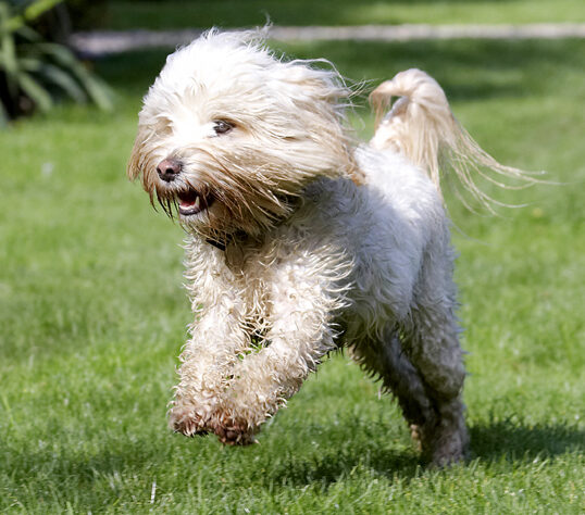 Dog, Dogs, Play, Playing, Playtime, Run, Running, Rupert, Terriers, Tibetan Terrier