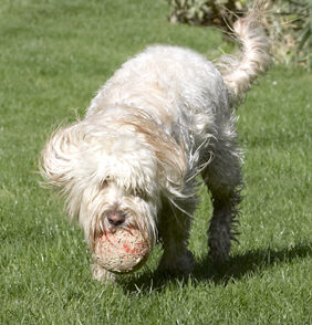Ball, Dog, Dogs, Play, Playing, Playtime, Run, Running, Rupert, Terriers, Tibetan Terrier