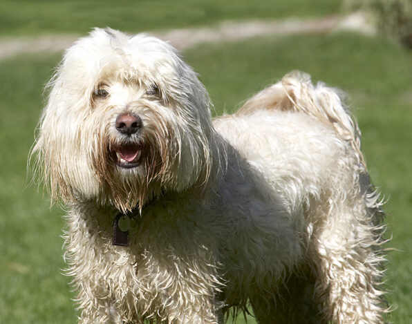 Dog, Dogs, Play, Playing, Playtime, Run, Running, Rupert, Terriers, Tibetan Terrier
