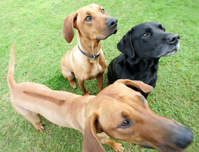 Kila, Simba & Cole waiting for cookie delivery