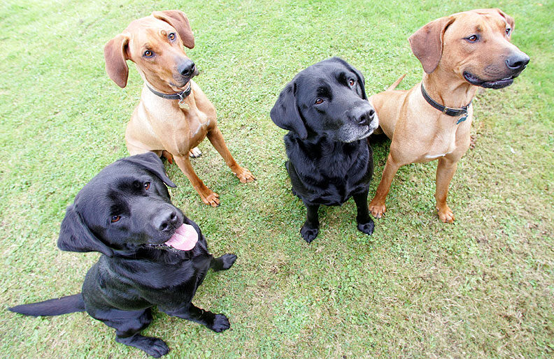 Otis, Cole, Kila & Simba waiting for cookies